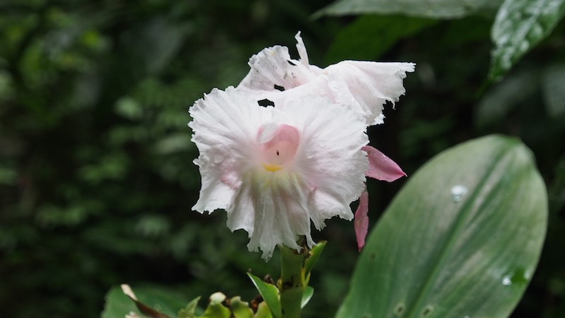 During trekking wild orchid Chaesorn National Park
