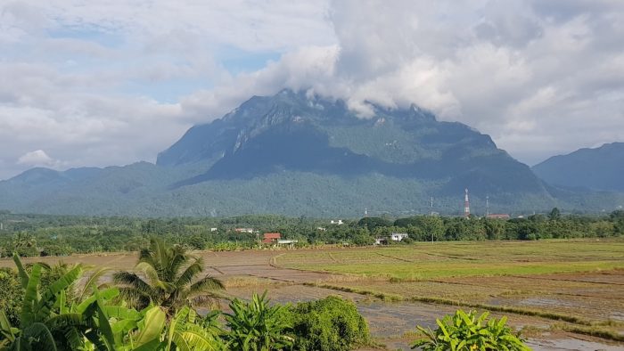 Palm trees rice fields and mountains