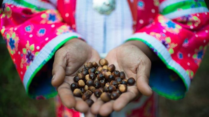 Coffee beans in hands of tribal person Chiang Mai coffee tour Chiang Mai Coffee Tour