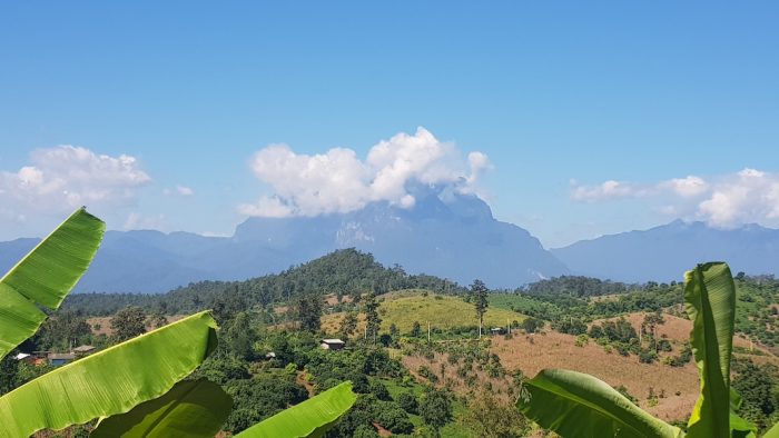 Banana leaves with mountains in the background