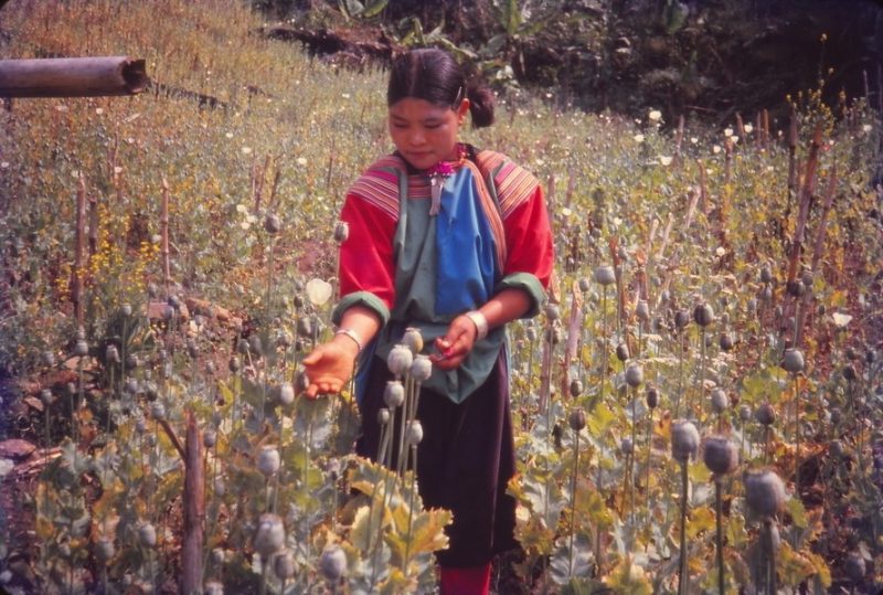 A tribal woman in a poppy field hill tribes opium