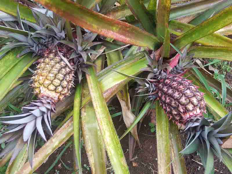 Pineapples