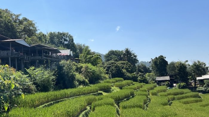 Green rice fields Rice Terraces Doi Inthanon