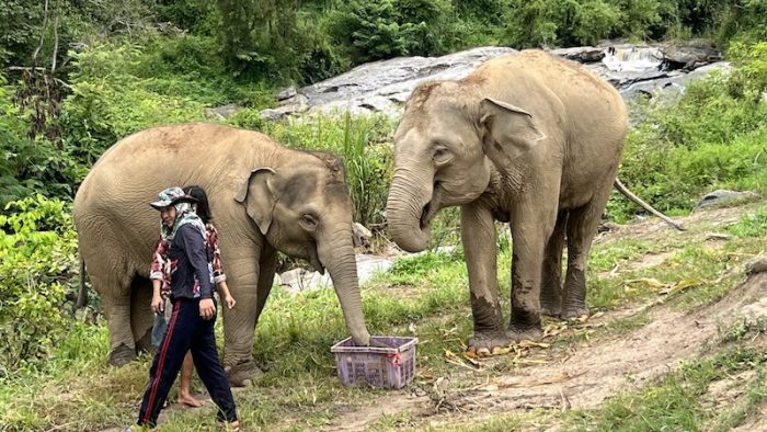 Two elephants Mae Wang Elephants Rafting