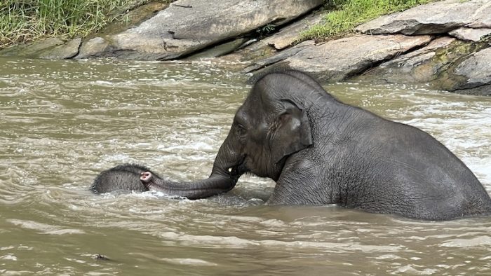 Elephants playing in the water